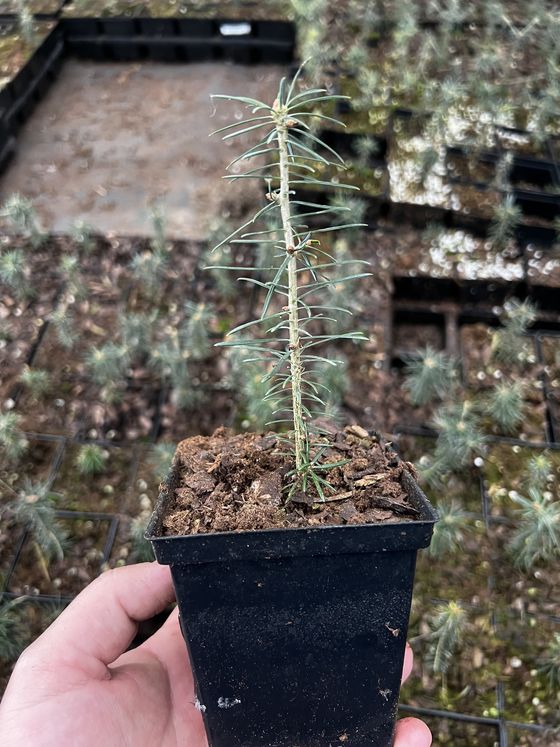 Пихта бальзамическая (3 года) - Abies balsamea  саженцы в контейнере Р9