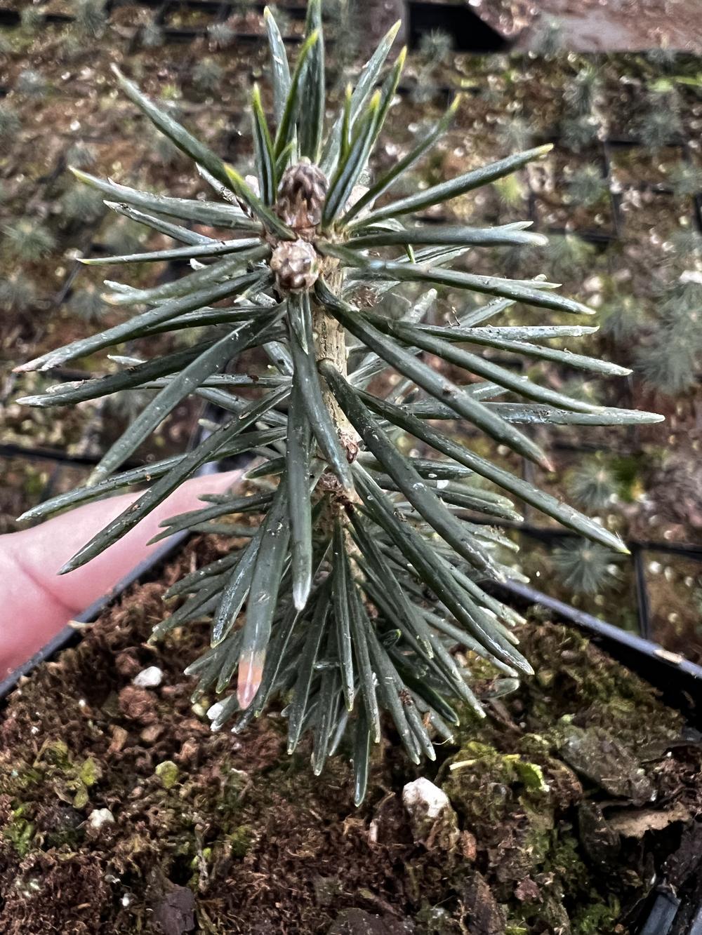 Пихта бальзамическая (3 года) - Abies balsamea, саженцы в контейнере Р9 — питомник АСТРОБИ — фото 10