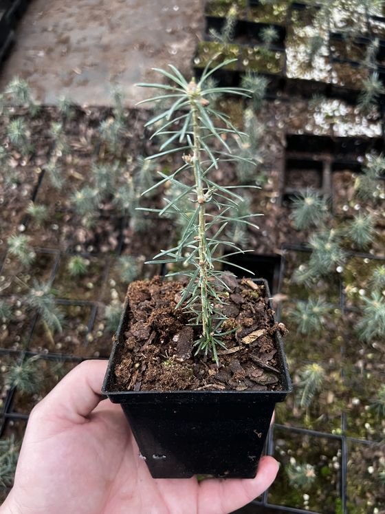 Пихта бальзамическая (3 года) - Abies balsamea  саженцы в контейнере Р9 — фото 2