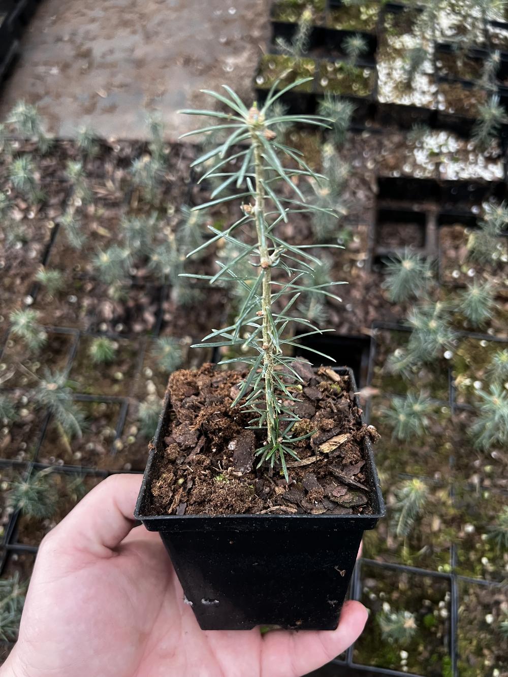 Пихта бальзамическая (3 года) - Abies balsamea, саженцы в контейнере Р9 — питомник АСТРОБИ — фото 2