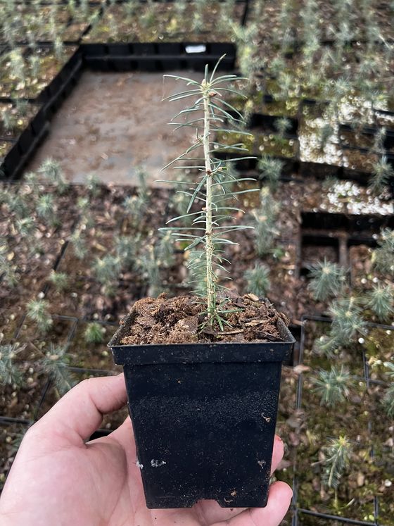 Пихта бальзамическая (3 года) - Abies balsamea  саженцы в контейнере Р9 — фото 3