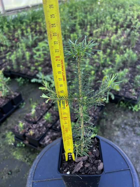 Пихта бальзамическая (3 года) - Abies balsamea  саженцы в контейнере Р9 — фото 2