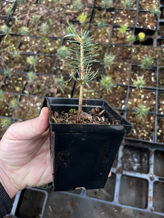 Пихта бальзамическая (3 года) - Abies balsamea  саженцы в контейнере Р9