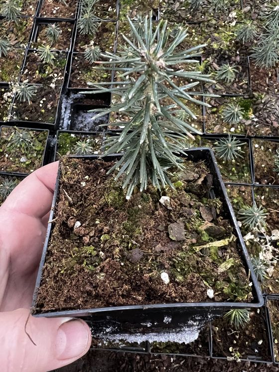 Пихта бальзамическая (3 года) - Abies balsamea  саженцы в контейнере Р9 — фото 7