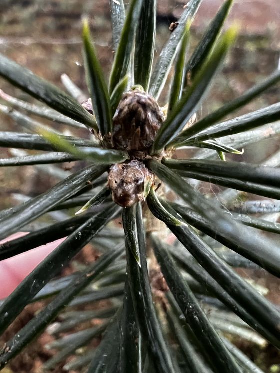 Пихта бальзамическая (3 года) - Abies balsamea  саженцы в контейнере Р9 — фото 9