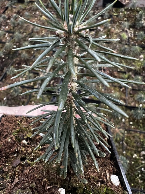 Пихта бальзамическая (3 года) - Abies balsamea  саженцы в контейнере Р9 - фото 3