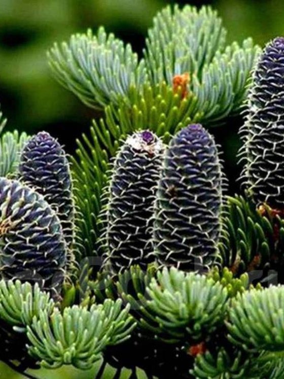 Пихта бальзамическая (3 года) - Abies balsamea  саженцы в контейнере Р9