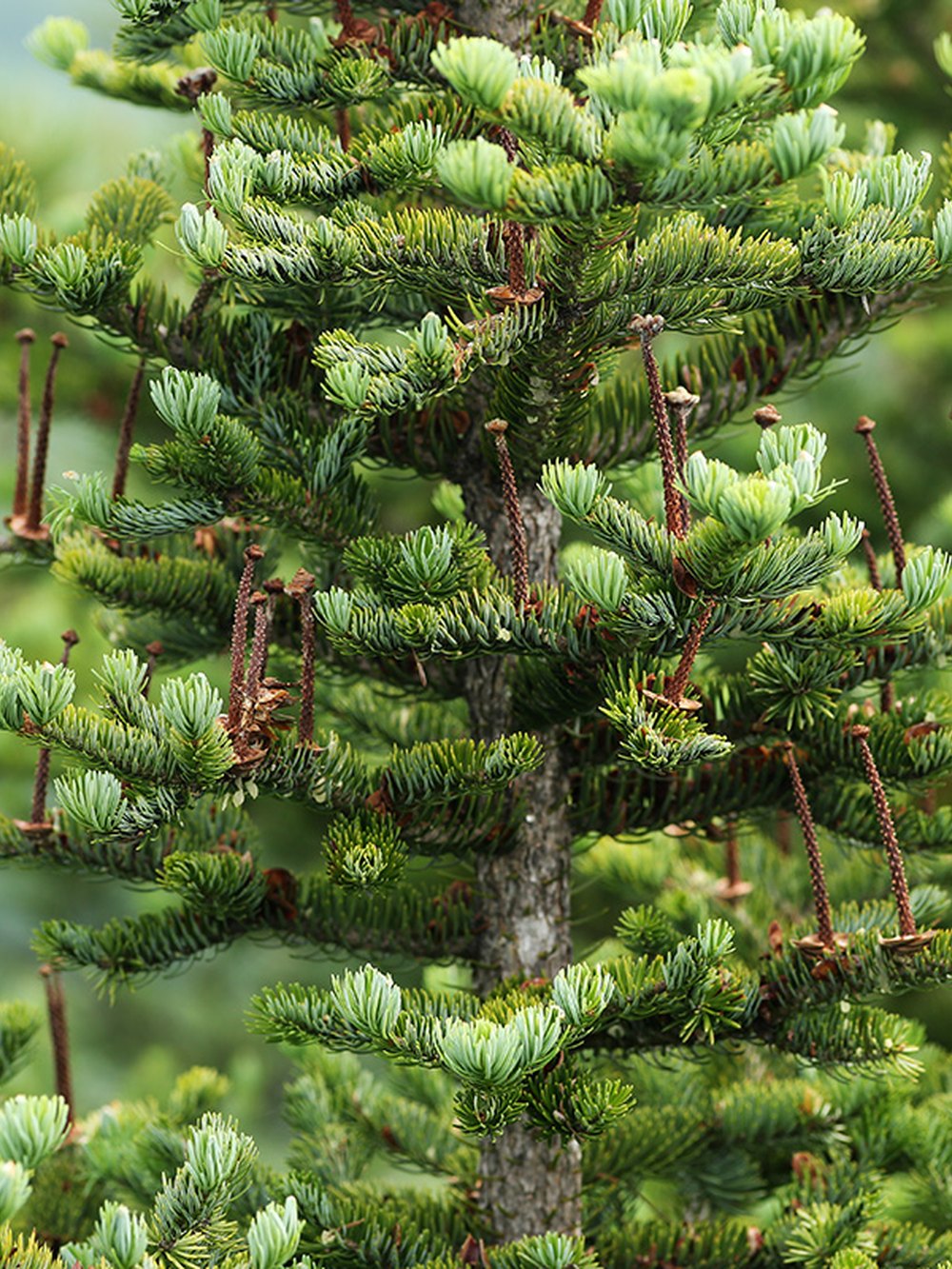 Пихта цельнолистная (2 года) - Abies holophylla, саженцы в контейнере Р9 — питомник АСТРОБИ — фото 3