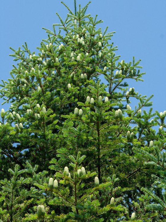 Пихта цельнолистная (2 года) - Abies holophylla  саженцы в контейнере Р9