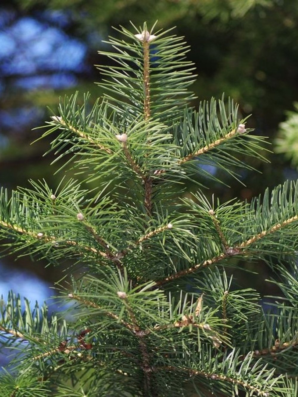Пихта цельнолистная (2 года) - Abies holophylla, саженцы в контейнере Р9 — питомник АСТРОБИ — фото 2