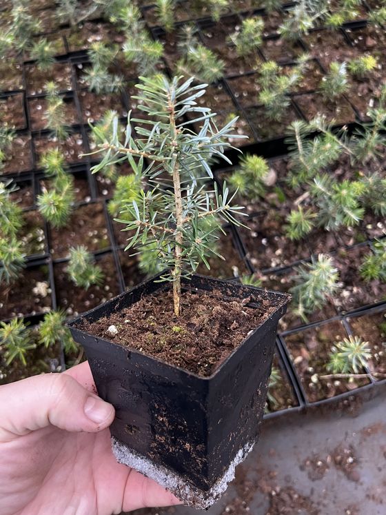 Пихта корейская (2 года) — Abies koreana  саженцы в контейнере Р9