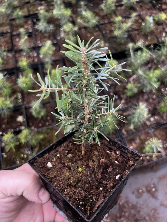 Пихта корейская (2 года) — Abies koreana  саженцы в контейнере Р9 — фото 2