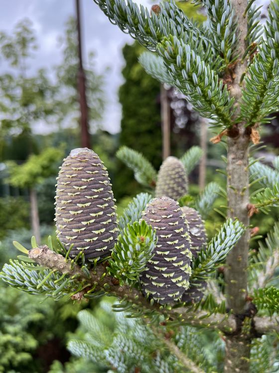 Пихта корейская (2 года) — Abies koreana  саженцы в контейнере Р9 — фото 9
