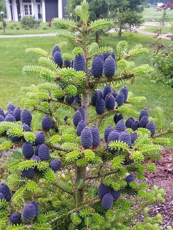 Пихта корейская (2 года) — Abies koreana  саженцы в контейнере Р9
