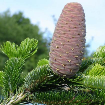 Пихта Нордмана (2 года) - Abies nordmanniana, саженцы в контейнере Р9 — питомник АСТРОБИ — фото 3