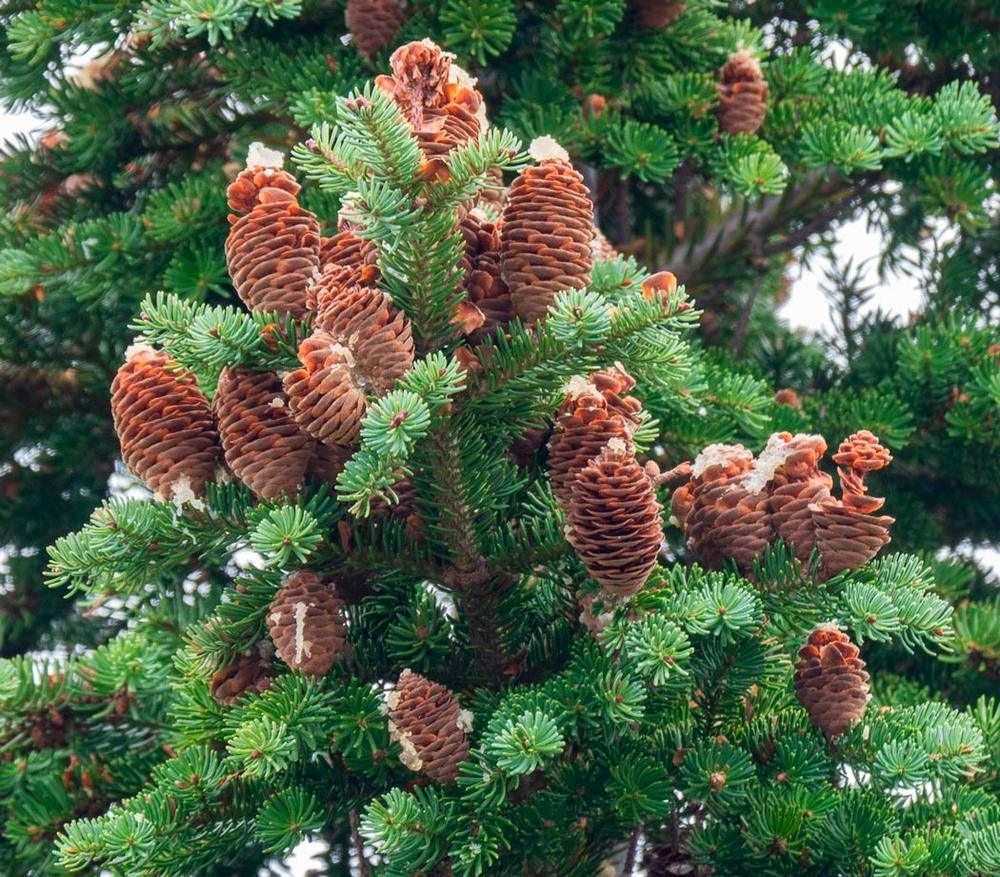 Пихта сибирская (2-3 года) - Abies sibirica, саженцы в контейнере Р9 — питомник АСТРОБИ