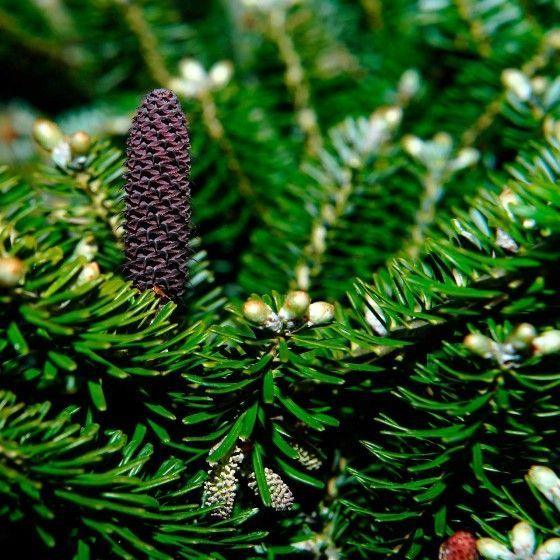 Пихта сибирская (2-3 года) - Abies sibirica, саженцы в контейнере Р9 — питомник АСТРОБИ — фото 3