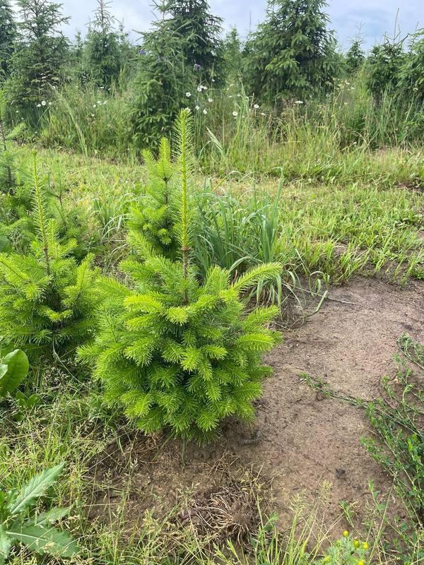 Пихта сибирская (2-3 года) - Abies sibirica, саженцы в контейнере Р9 — питомник АСТРОБИ — фото 4