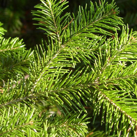 Пихта сибирская (2-3 года) - Abies sibirica  саженцы в контейнере Р9 — фото 5