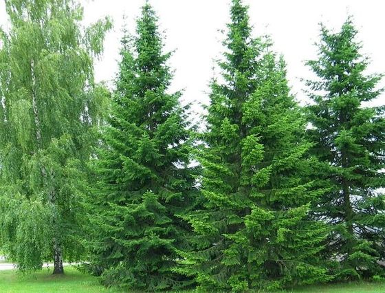 Пихта сибирская (2-3 года) - Abies sibirica  саженцы в контейнере Р9 — фото 6