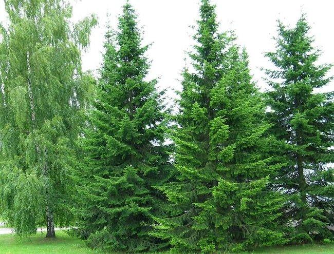 Пихта сибирская (2-3 года) - Abies sibirica, саженцы в контейнере Р9 — питомник АСТРОБИ — фото 6