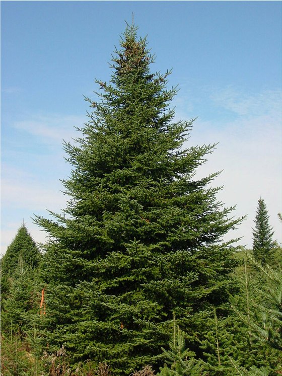 Пихта сибирская (2-3 года) - Abies sibirica  саженцы в контейнере Р9 — фото 5