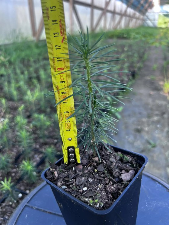Пихта сибирская (2-3 года) - Abies sibirica  саженцы в контейнере Р9 — фото 6