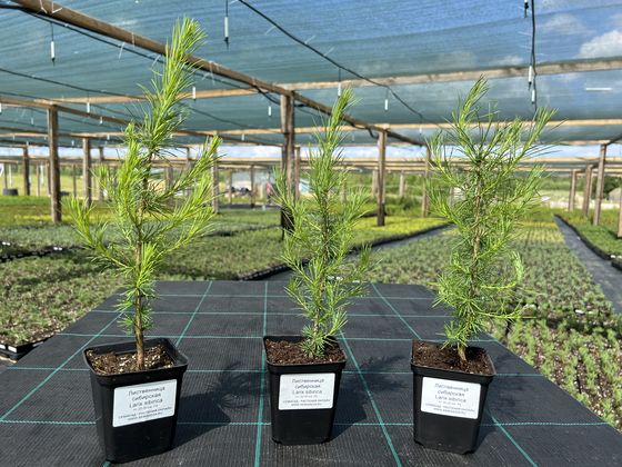 Лиственница сибирская — Larix sibirica  саженцы в контейнере Р9