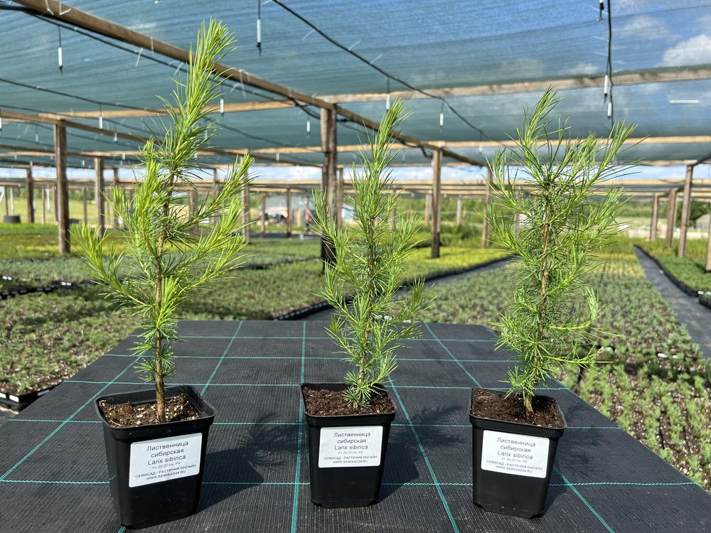 Лиственница сибирская — Larix sibirica, саженцы в контейнере Р9 — питомник АСТРОБИ