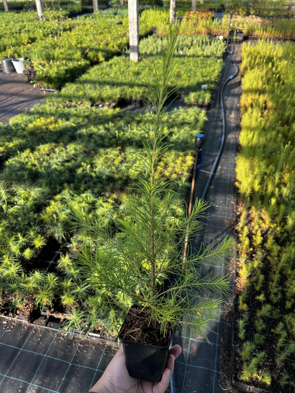 Лиственница сибирская — Larix sibirica, саженцы в контейнере Р9 — питомник АСТРОБИ — фото 2