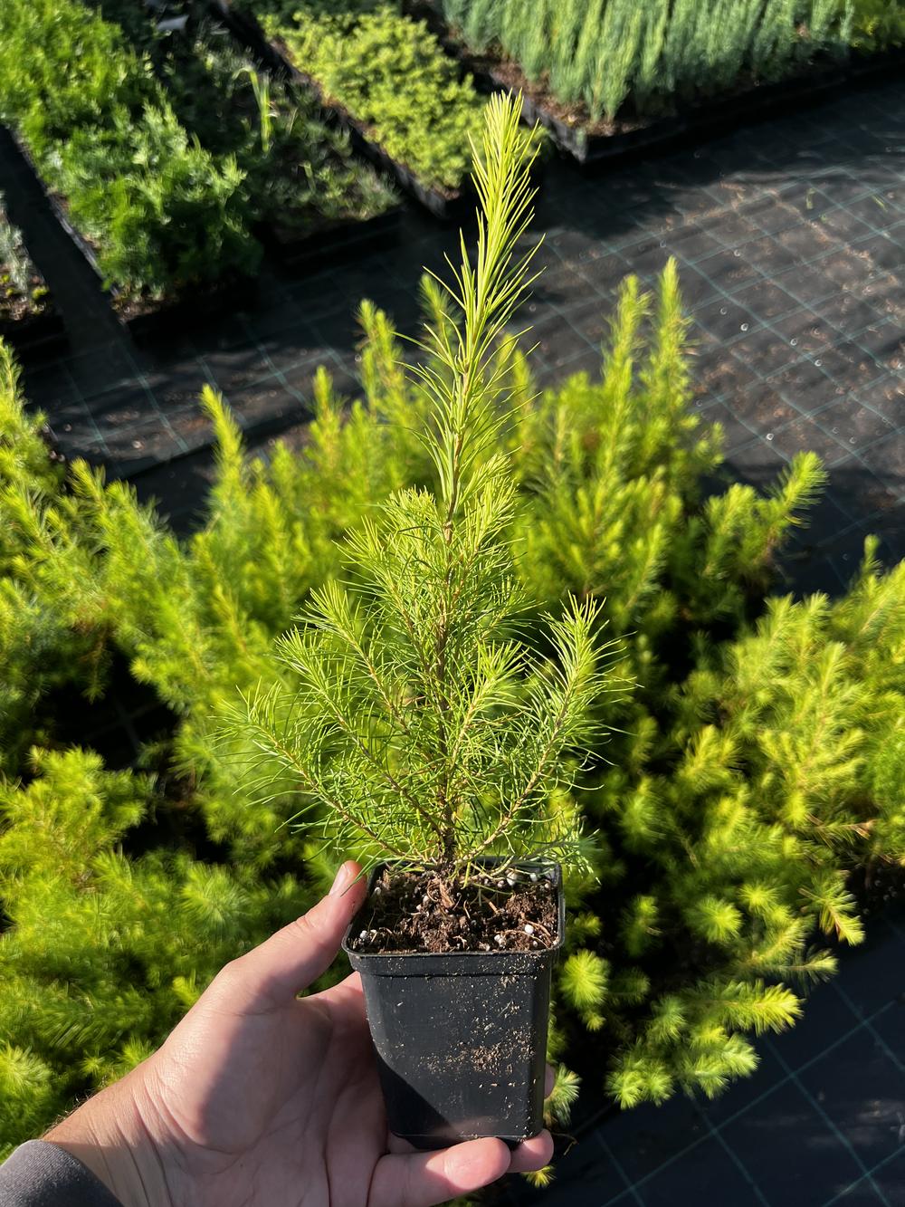 Лиственница сибирская — Larix sibirica, саженцы в контейнере Р9 — питомник АСТРОБИ — фото 4