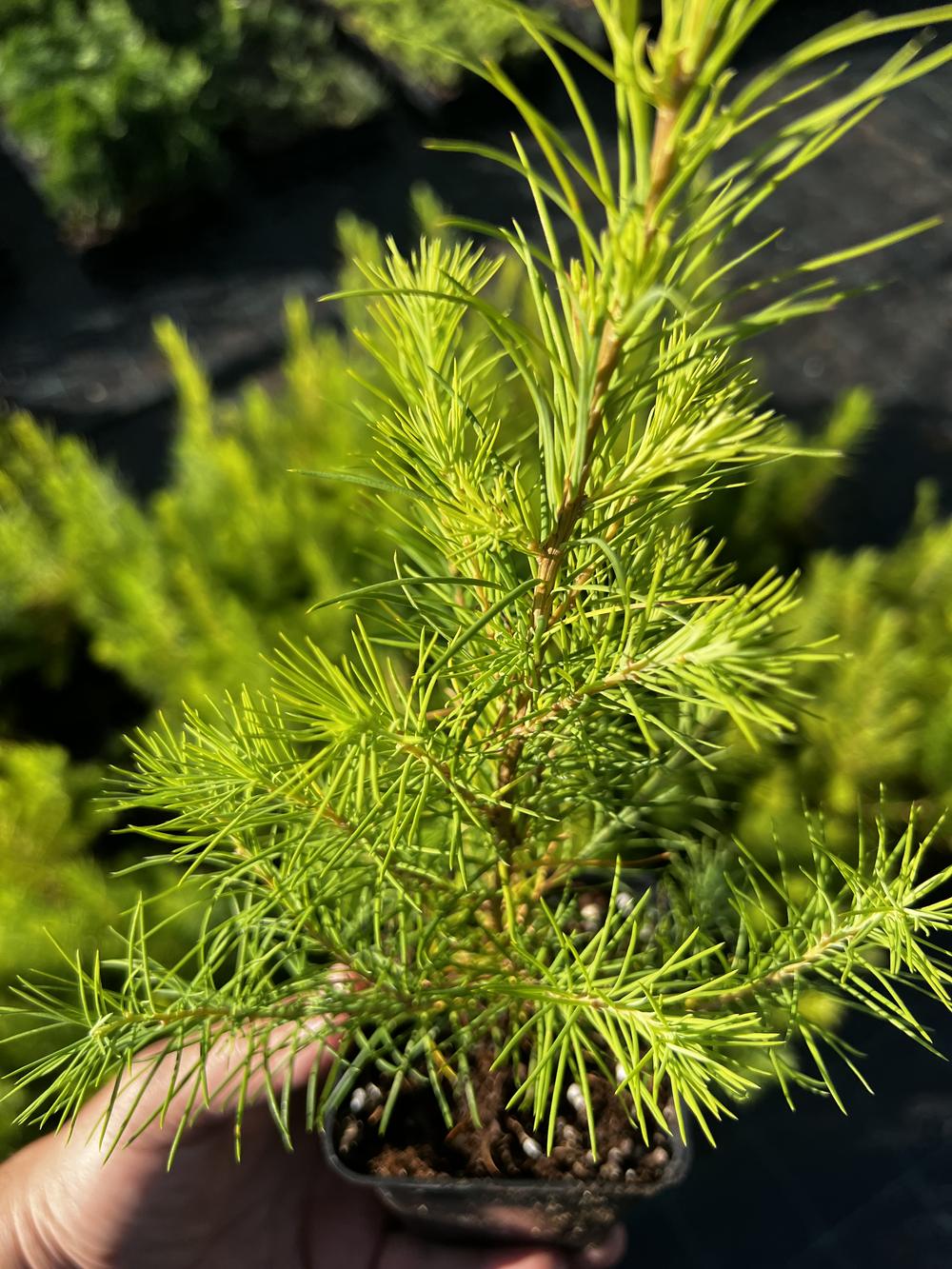 Лиственница сибирская — Larix sibirica, саженцы в контейнере Р9 — питомник АСТРОБИ — фото 5