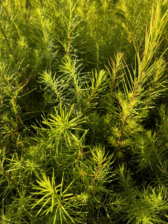 Лиственница сибирская — Larix sibirica  саженцы в контейнере Р9 — фото 6