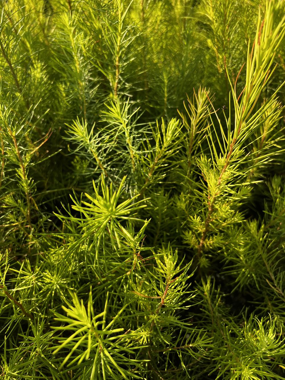 Лиственница сибирская — Larix sibirica, саженцы в контейнере Р9 — питомник АСТРОБИ — фото 6