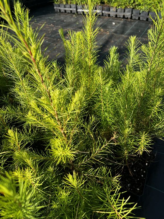 Лиственница сибирская — Larix sibirica  саженцы в контейнере Р9 — фото 7