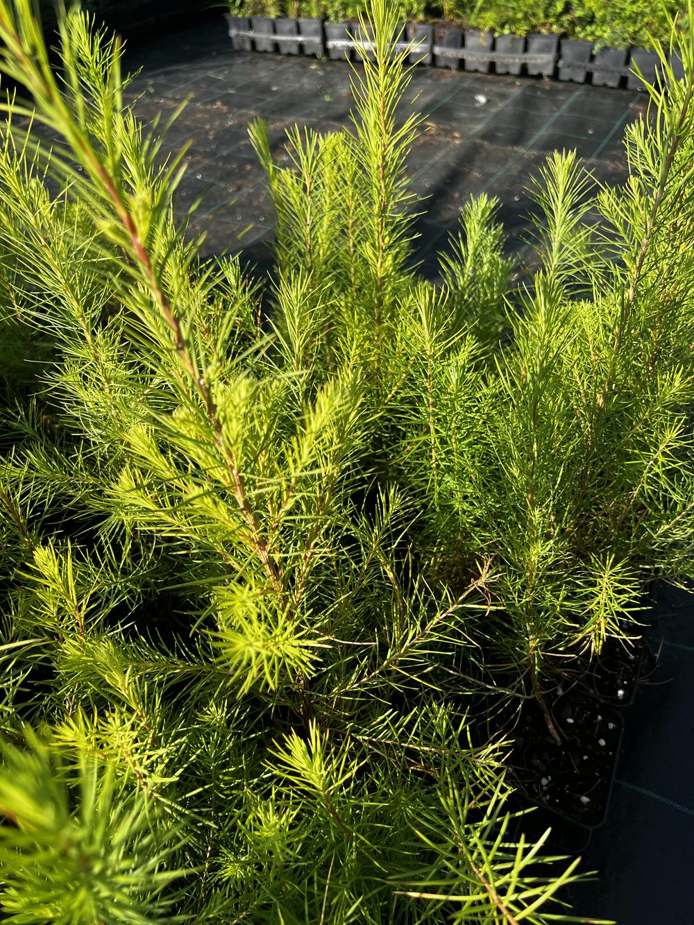 Лиственница сибирская — Larix sibirica, саженцы в контейнере Р9 — питомник АСТРОБИ — фото 7