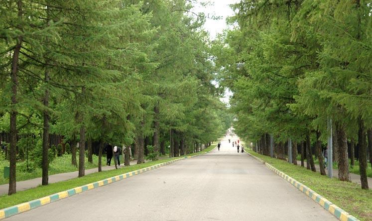 Лиственница сибирская — Larix sibirica, саженцы в контейнере Р9 — питомник АСТРОБИ — фото 8