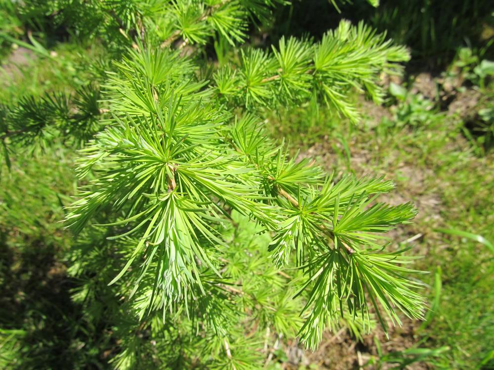 Лиственница сибирская — Larix sibirica, саженцы в контейнере Р9 — питомник АСТРОБИ — фото 9