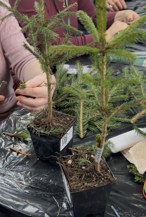 Ель обыкновенная (Подвой  3 года) — Picea abies  саженцы в контейнере Р9 — фото 4