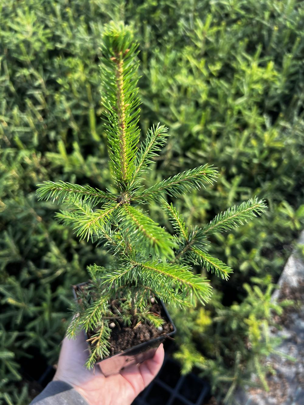 Ель обыкновенная (Подвой, 3 года) — Picea abies, саженцы в контейнере Р9 — питомник АСТРОБИ — фото 7