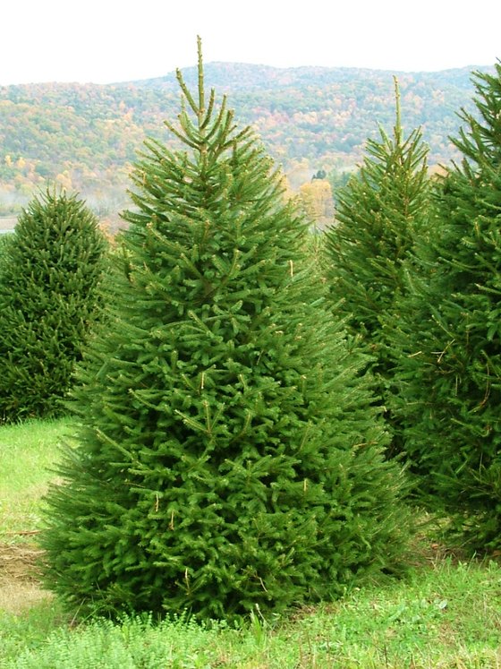 Ель обыкновенная (Подвой  3 года) — Picea abies  саженцы в контейнере Р9