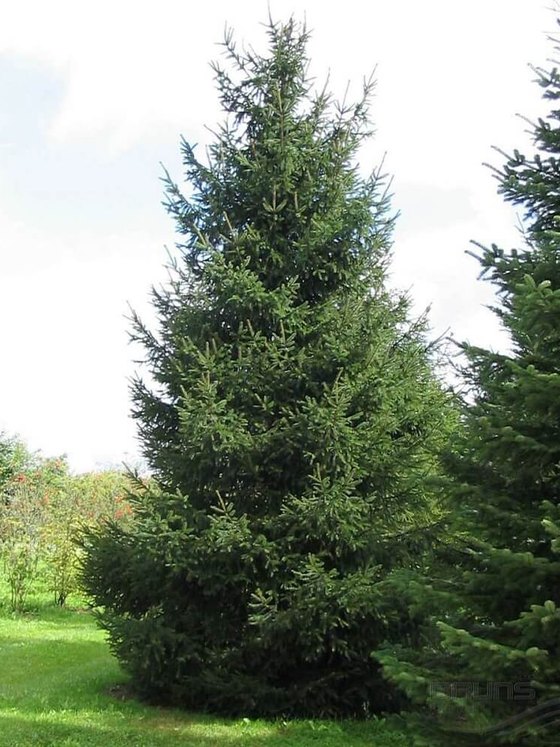 Ель обыкновенная (Подвой  3 года) — Picea abies  саженцы в контейнере Р9 — фото 2