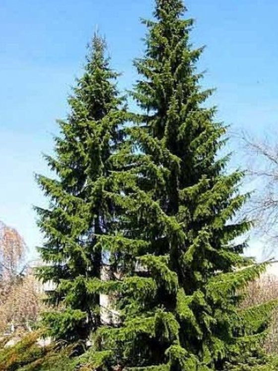 Ель сербская (2 года) — Picea omorika  саженцы в контейнере Р9 — фото 3
