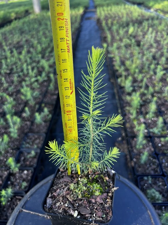 Ель сербская (2 года) — Picea omorika  саженцы в контейнере Р9 — фото 5
