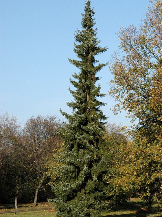 Ель сербская (2 года) — Picea omorika  саженцы в контейнере Р9 — фото 2