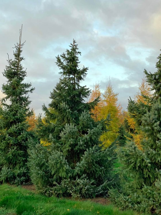 Ель сербская (2 года) — Picea omorika  саженцы в контейнере Р9