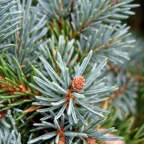 Ель колючая (2-3 года) - Picea pungens, саженцы в контейнере Р9 — питомник АСТРОБИ