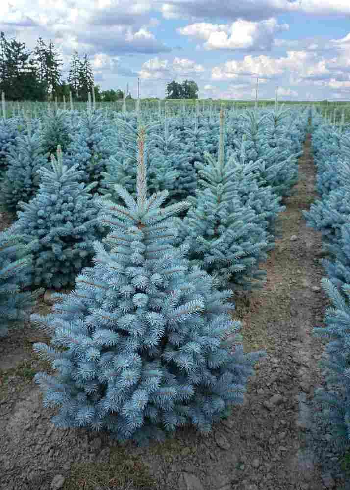 Ель колючая (2-3 года) - Picea pungens, саженцы в контейнере Р9 — питомник АСТРОБИ — фото 10