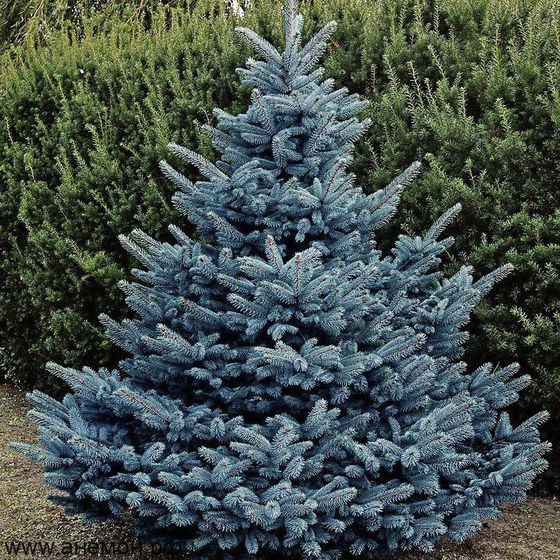 Ель колючая (2-3 года) - Picea pungens  саженцы в контейнере Р9 — фото 2