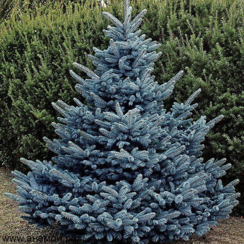Ель колючая (2-3 года) - Picea pungens, саженцы в контейнере Р9 — питомник АСТРОБИ — фото 2